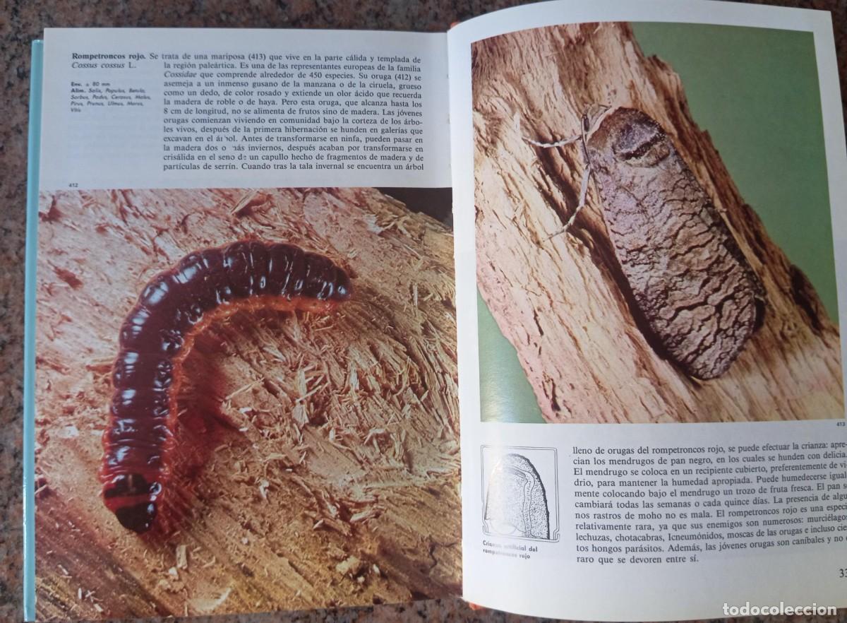 Libros de segunda mano: ENCICLOPEDIA DE LAS MARIPOSAS - SUSAETA - Foto 4