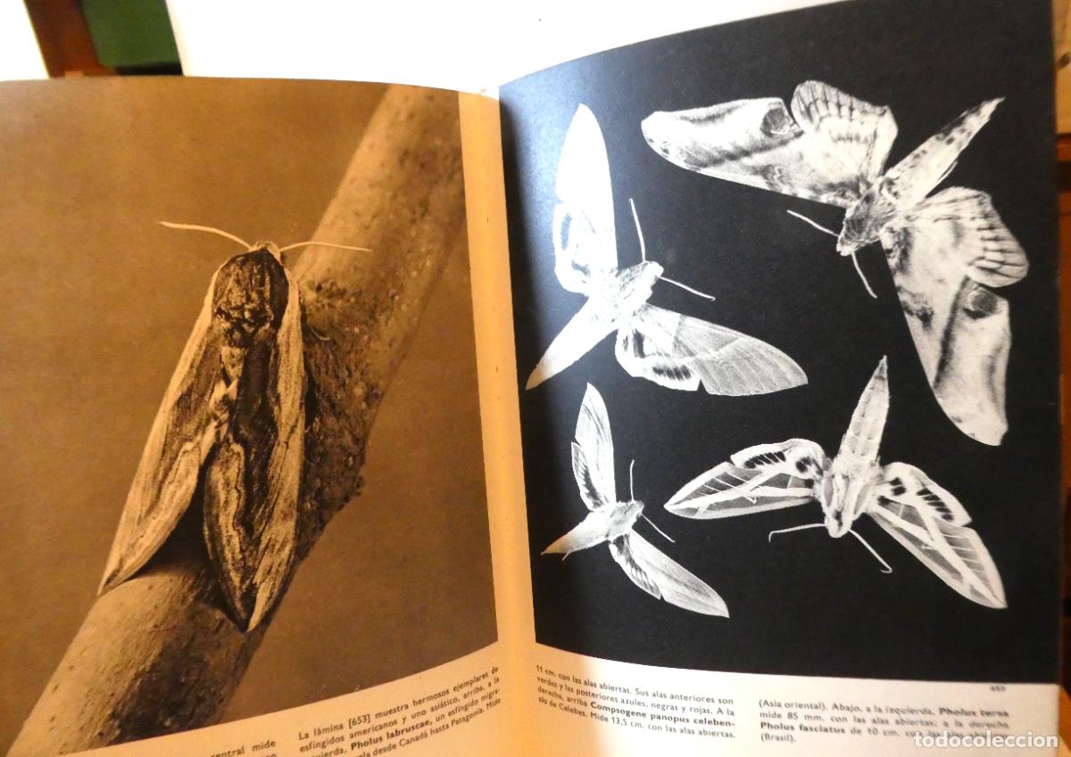 Libros de segunda mano: GRAN ENCICLOPEDIA ILUSTRADA DE LOS INSECTOS Circulo de Lectores 1970 - Foto 4