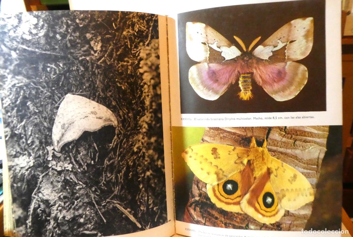 Libros de segunda mano: GRAN ENCICLOPEDIA ILUSTRADA DE LOS INSECTOS Circulo de Lectores 1970 - Foto 5