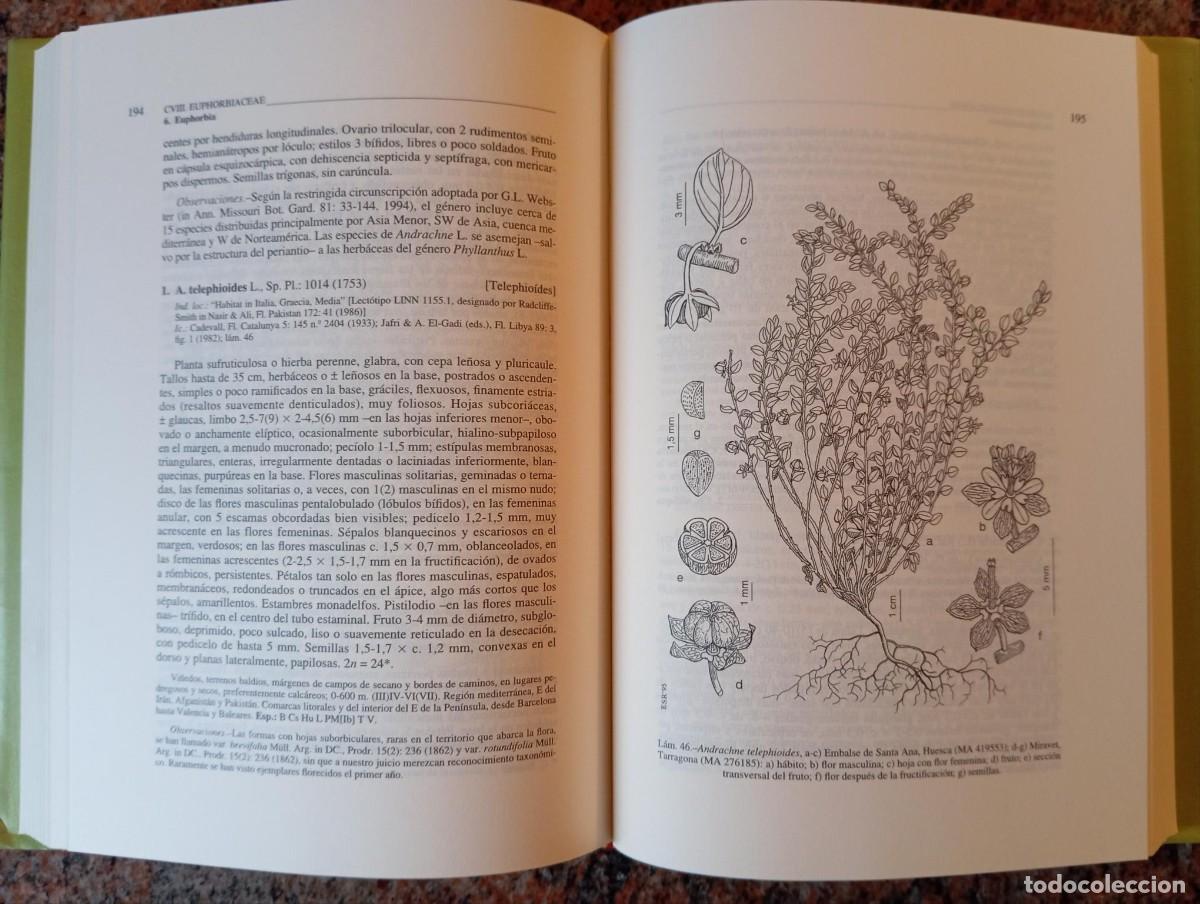 Libros de segunda mano: FLORA IBERICA VOL VIII - CSIC - Foto 2