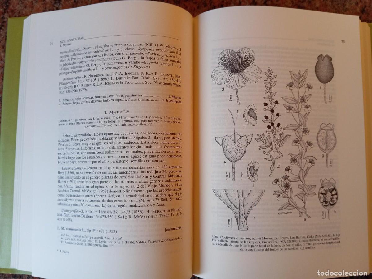 Libros de segunda mano: FLORA IBERICA VOL VIII - CSIC - Foto 3