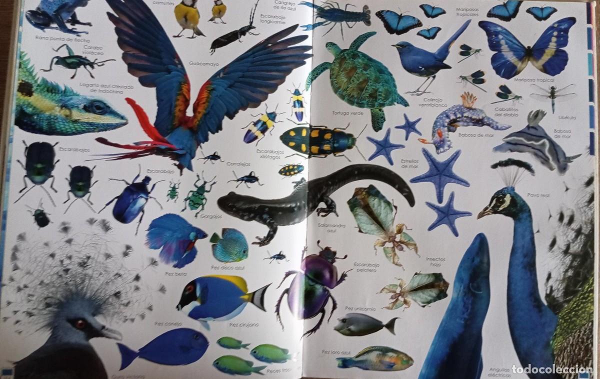 Libros de segunda mano: ARCOIRIS DE ANIMALES - SUSAETA - Foto 2