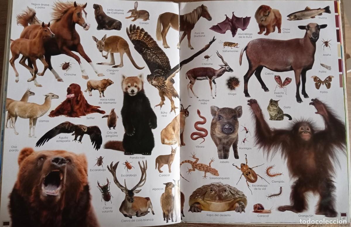 Libros de segunda mano: ARCOIRIS DE ANIMALES - SUSAETA - Foto 3