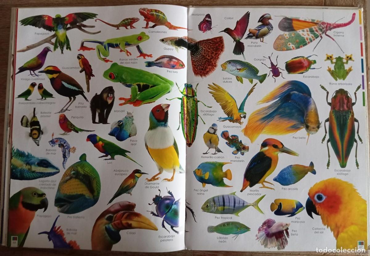 Libros de segunda mano: ARCOIRIS DE ANIMALES - SUSAETA - Foto 4