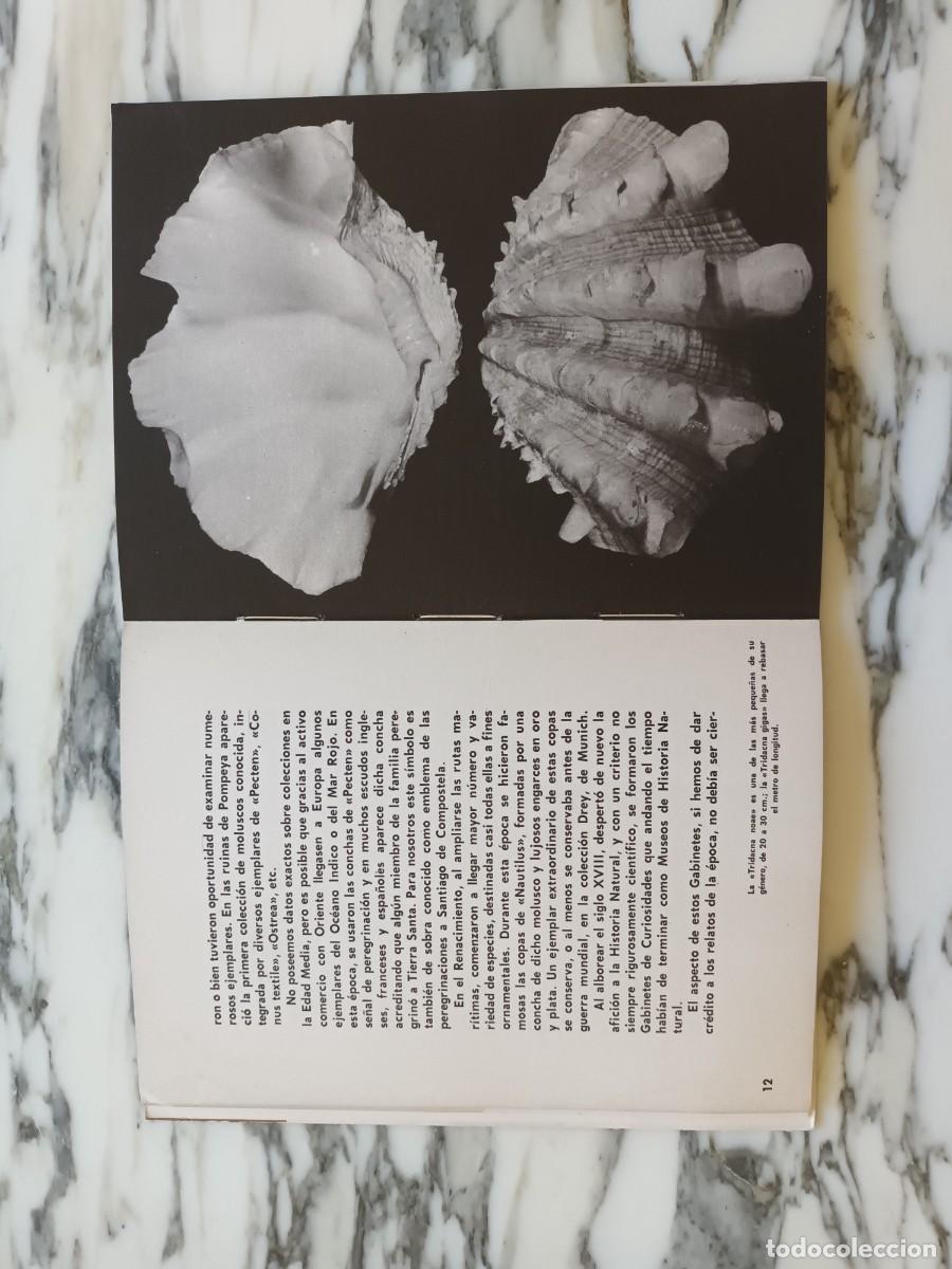 Libros de segunda mano: CONCHAS MARINAS - JOAQU&Iacute;N DE LA PAZ ALTE - COLECCI&Oacute;N MAR - 1966 - Foto 5