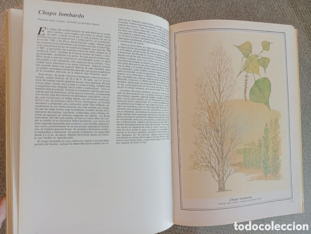 Libros de segunda mano: &Aacute;rboles de Madrid / Francisco L&oacute;pez Lillo - Foto 4