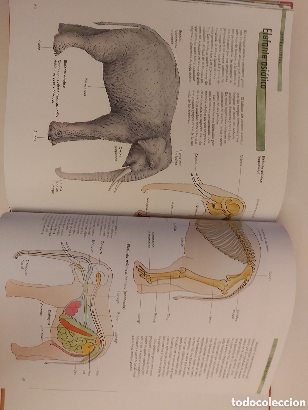 Libros de segunda mano: MAM&Iacute;FEROS ANATOM&Iacute;A COMPORTAMIENTO H&Aacute;BITAT APRENDER ES F&Aacute;CIL - Foto 5