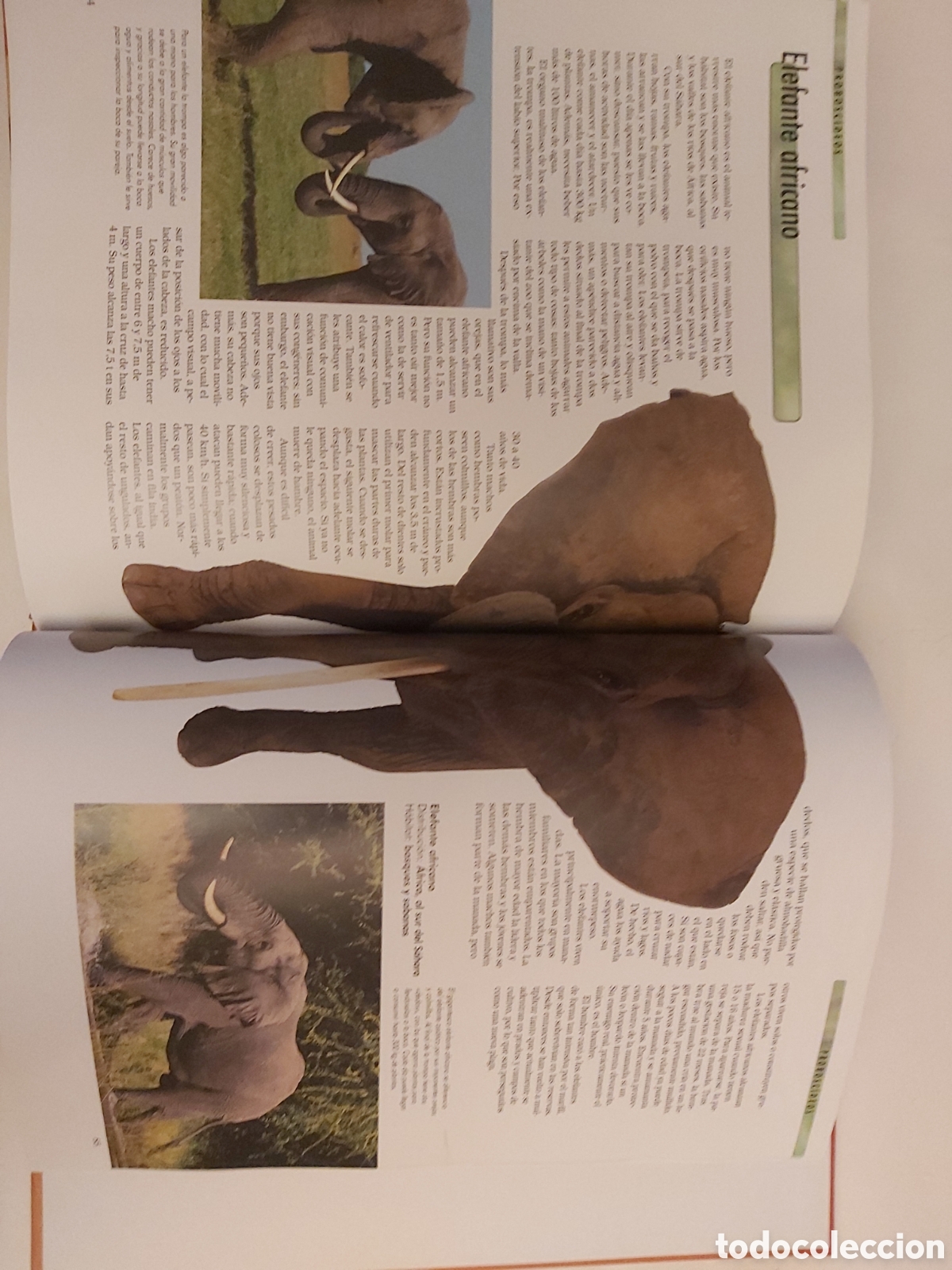 Libros de segunda mano: MAM&Iacute;FEROS ANATOM&Iacute;A COMPORTAMIENTO H&Aacute;BITAT APRENDER ES F&Aacute;CIL - Foto 6