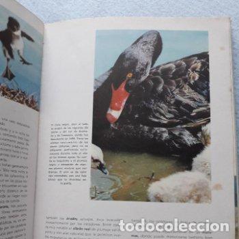 Libros de segunda mano: Vida Secreta de los Animales. Walt Disney. - Foto 5