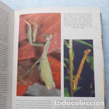 Libros de segunda mano: Vida Secreta de los Animales. Walt Disney. - Foto 6
