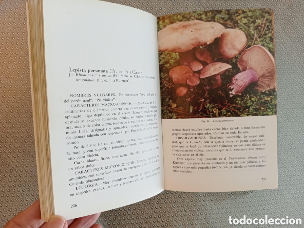 Libros de segunda mano: HONGOS DE NUESTROS CAMPOS Y BOSQUES - Foto 3