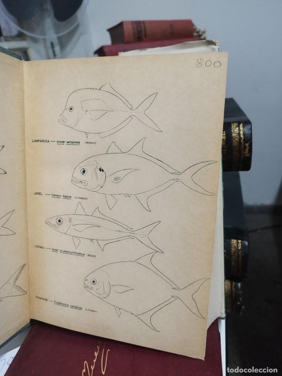 Libros de segunda mano: Ecolog&iacute;a Marina. Fundaci&oacute;n la salle. - Foto 2
