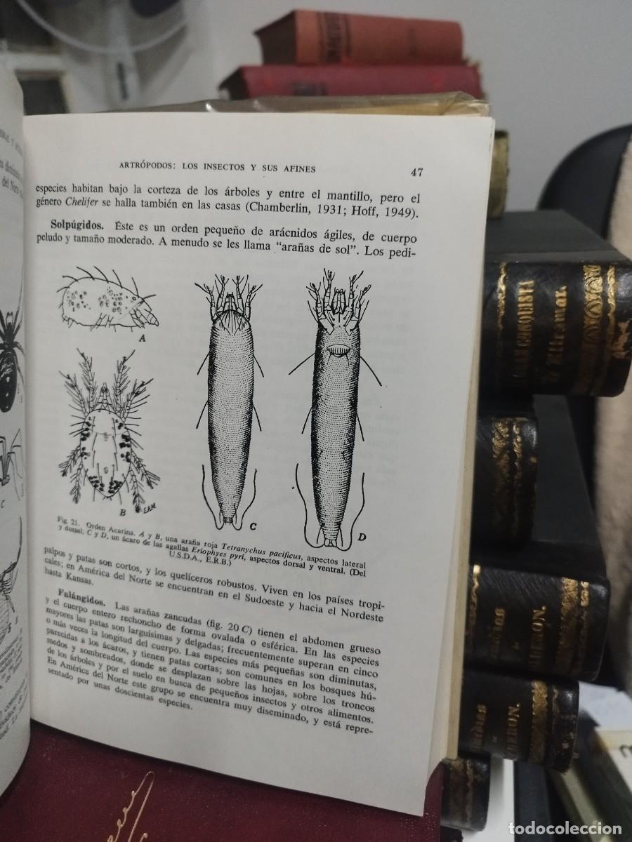 Libros de segunda mano: INTRODUCCI&Oacute;N A LA ENTOMOLOG&Iacute;A - HERBERT ROSS - OMEGA, 1968 - Foto 7