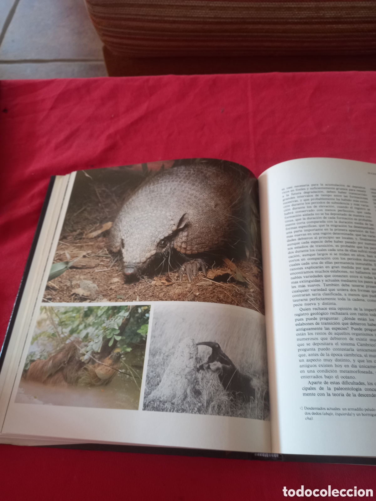 Libros de segunda mano: El origen de las especies. Charles Darwin. - Foto 4
