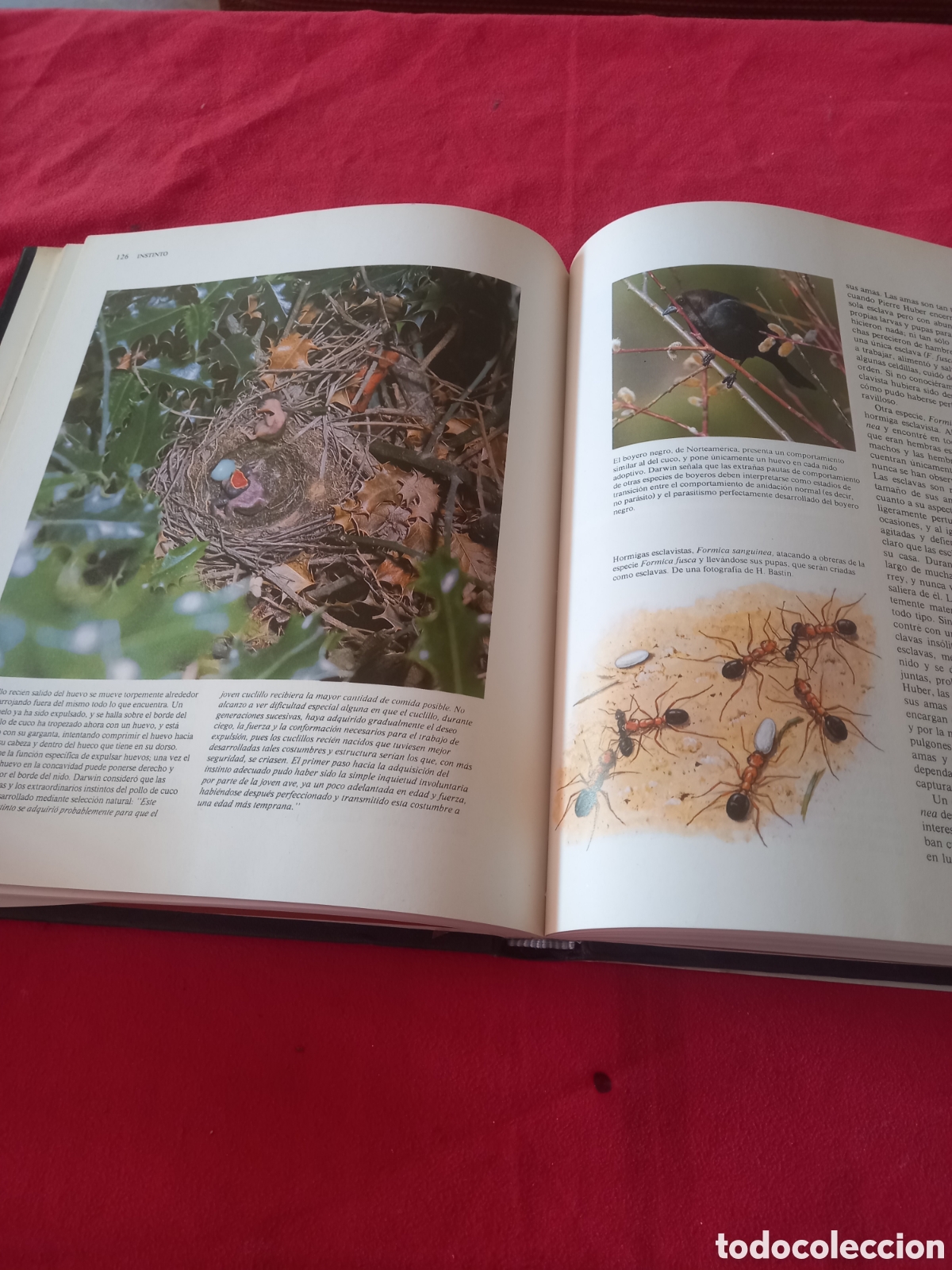 Libros de segunda mano: El origen de las especies. Charles Darwin. - Foto 5
