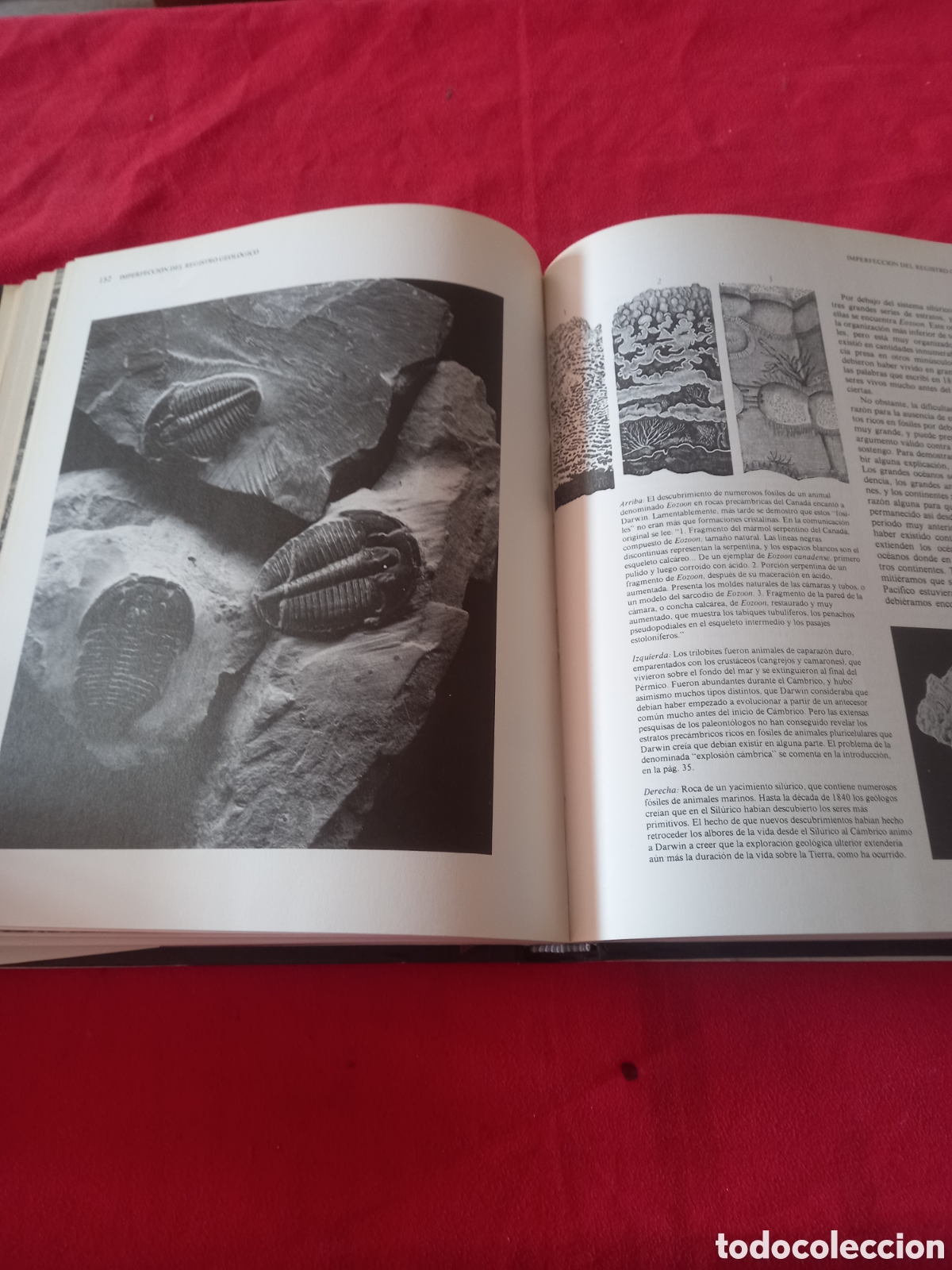 Libros de segunda mano: El origen de las especies. Charles Darwin. - Foto 6