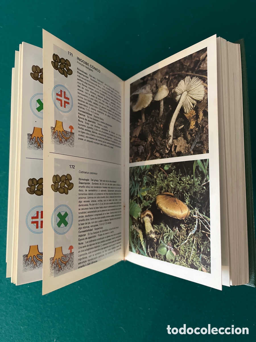 Libros de segunda mano: Gu&iacute;a de hongos. Giovanni Pacioni - Foto 4