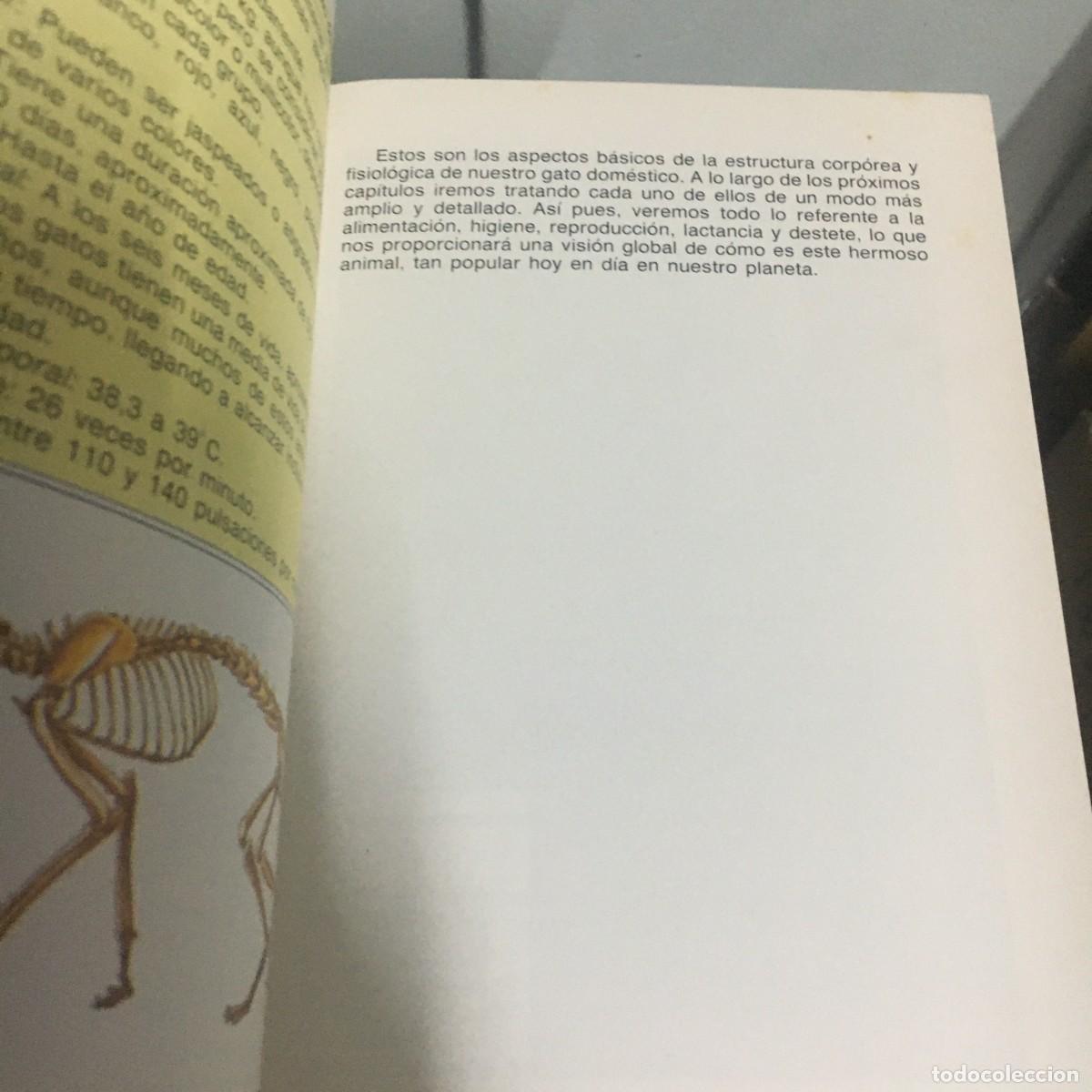 Libros de segunda mano: los gatos ana gilabert - Foto 2
