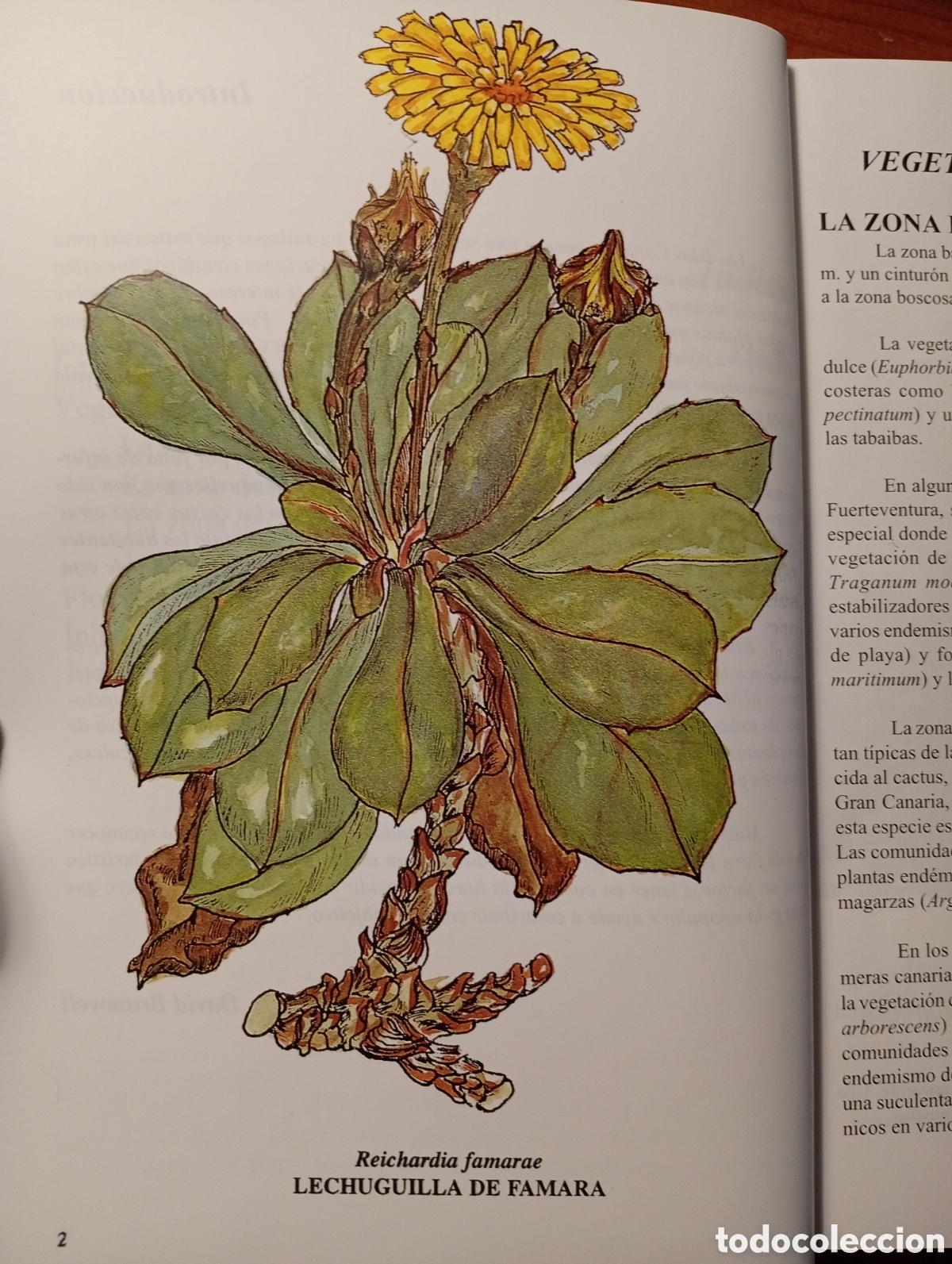 Libros de segunda mano: Flora de las islas Canarias, David Bramwell - Foto 2