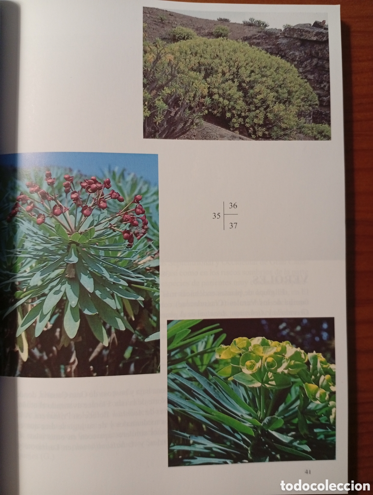 Libros de segunda mano: Flora de las islas Canarias, David Bramwell - Foto 3
