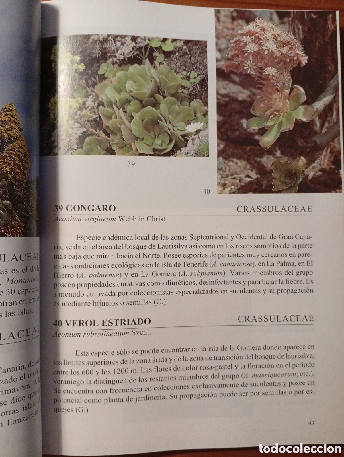 Libros de segunda mano: Flora de las islas Canarias, David Bramwell - Foto 4
