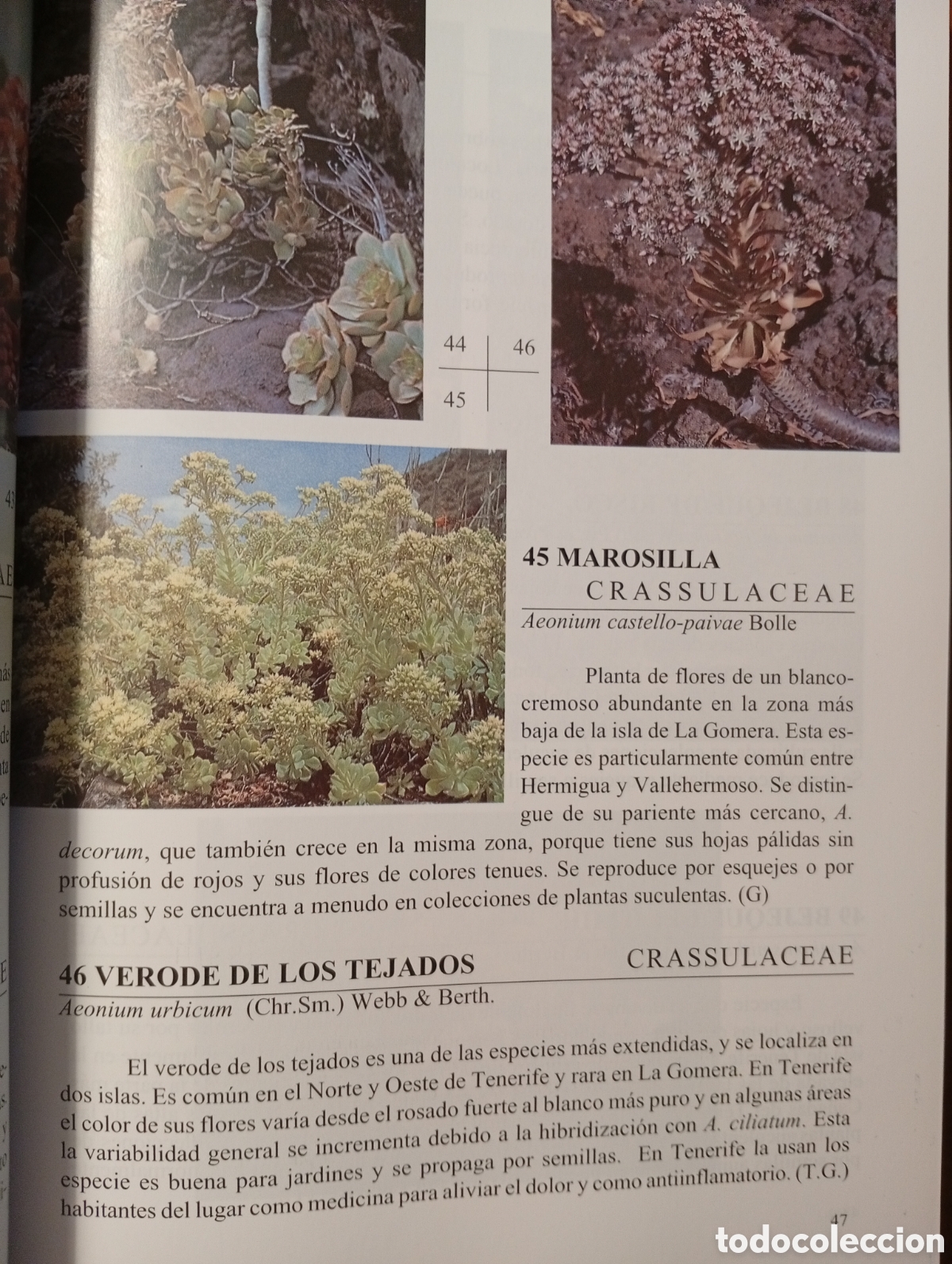 Libros de segunda mano: Flora de las islas Canarias, David Bramwell - Foto 5