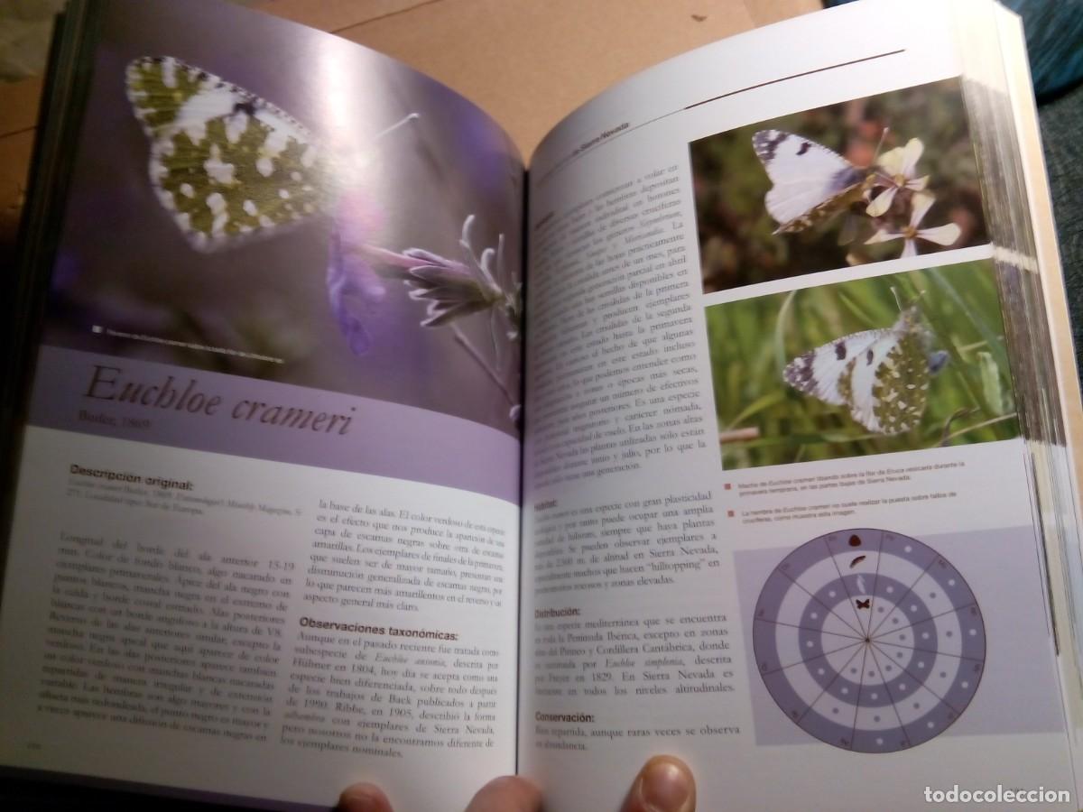 Libros de segunda mano: LAS MARIPOSAS DIURNAS DE SIERRA NEVADA / VV.AA - Foto 8