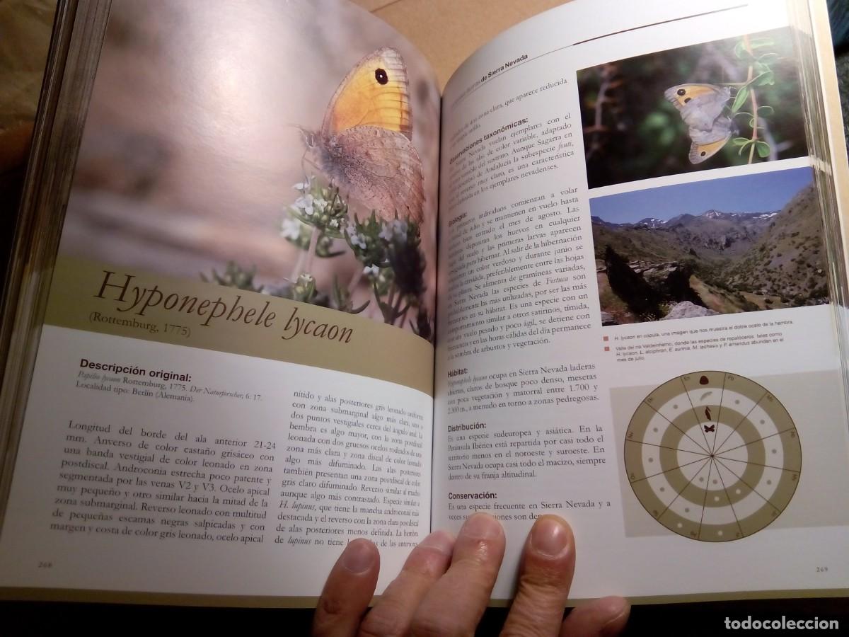 Libros de segunda mano: LAS MARIPOSAS DIURNAS DE SIERRA NEVADA / VV.AA - Foto 9