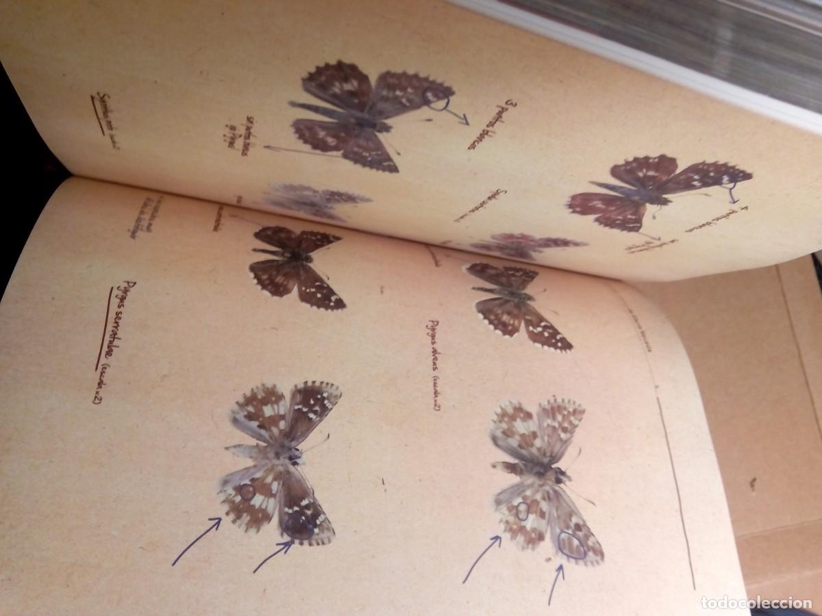 Libros de segunda mano: LAS MARIPOSAS DIURNAS DE SIERRA NEVADA / VV.AA - Foto 10