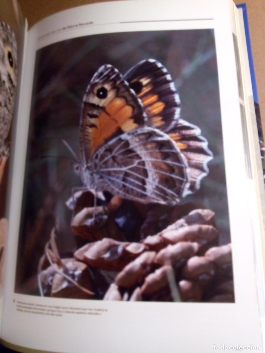 Libros de segunda mano: LAS MARIPOSAS DIURNAS DE SIERRA NEVADA / VV.AA - Foto 11