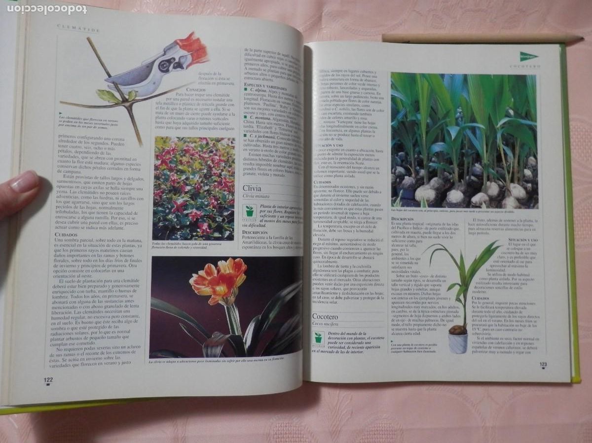 Libros de segunda mano: El libro de oro de las plantas y los jardines. ABC. 1995 - Foto 6