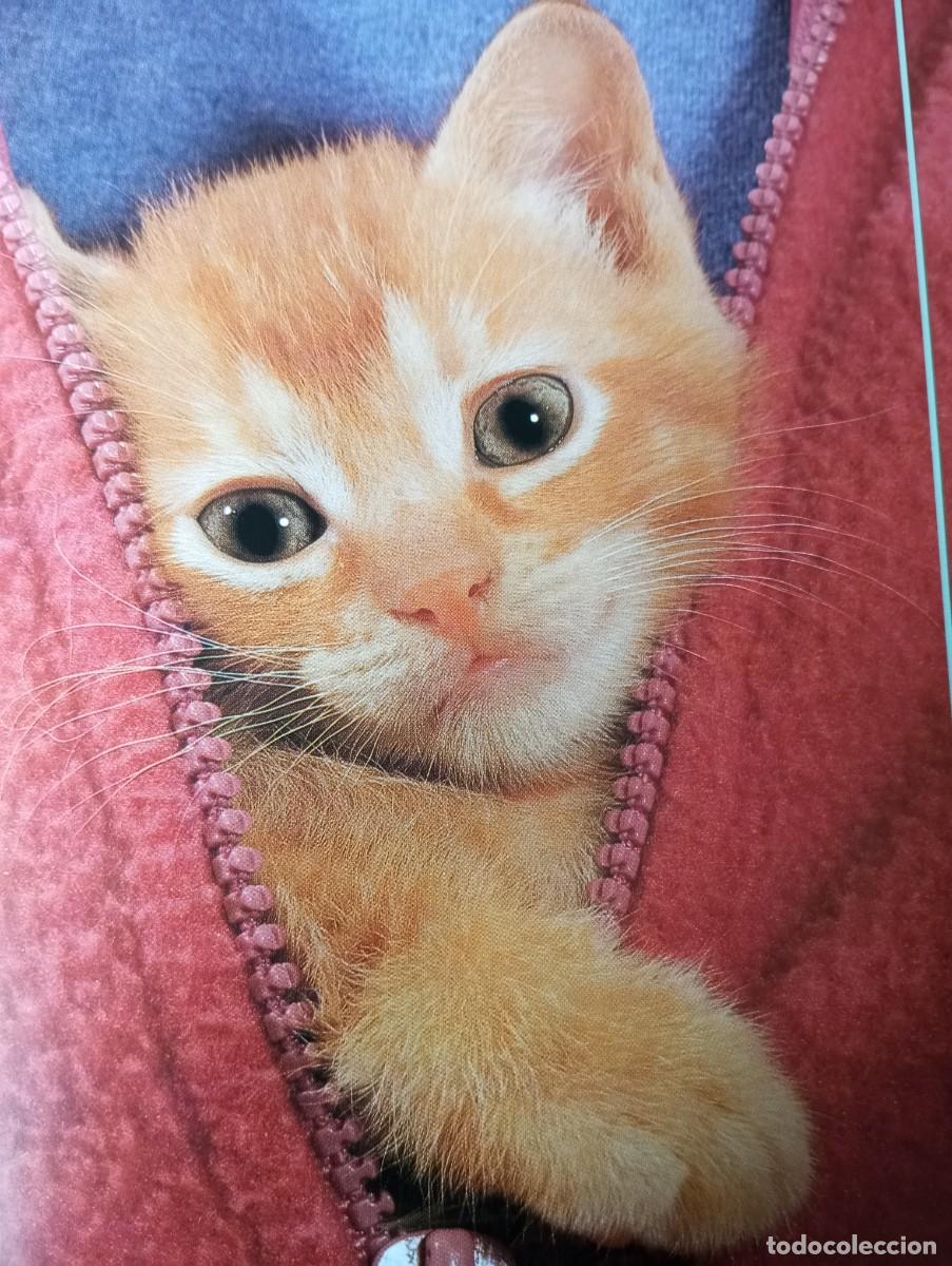 Libros de segunda mano: EL GATO, PREGUNTAS Y RESPUESTAS, EDITORIAL LIBSA, 2000 - Foto 6