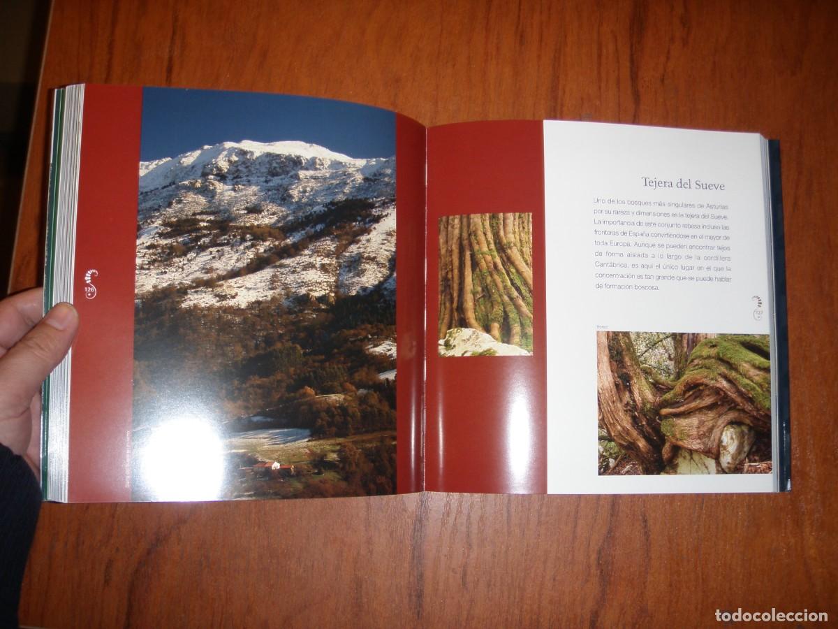 Libros de segunda mano: BOSQUES DE ENCANTO JULIO HERRERA - Foto 4