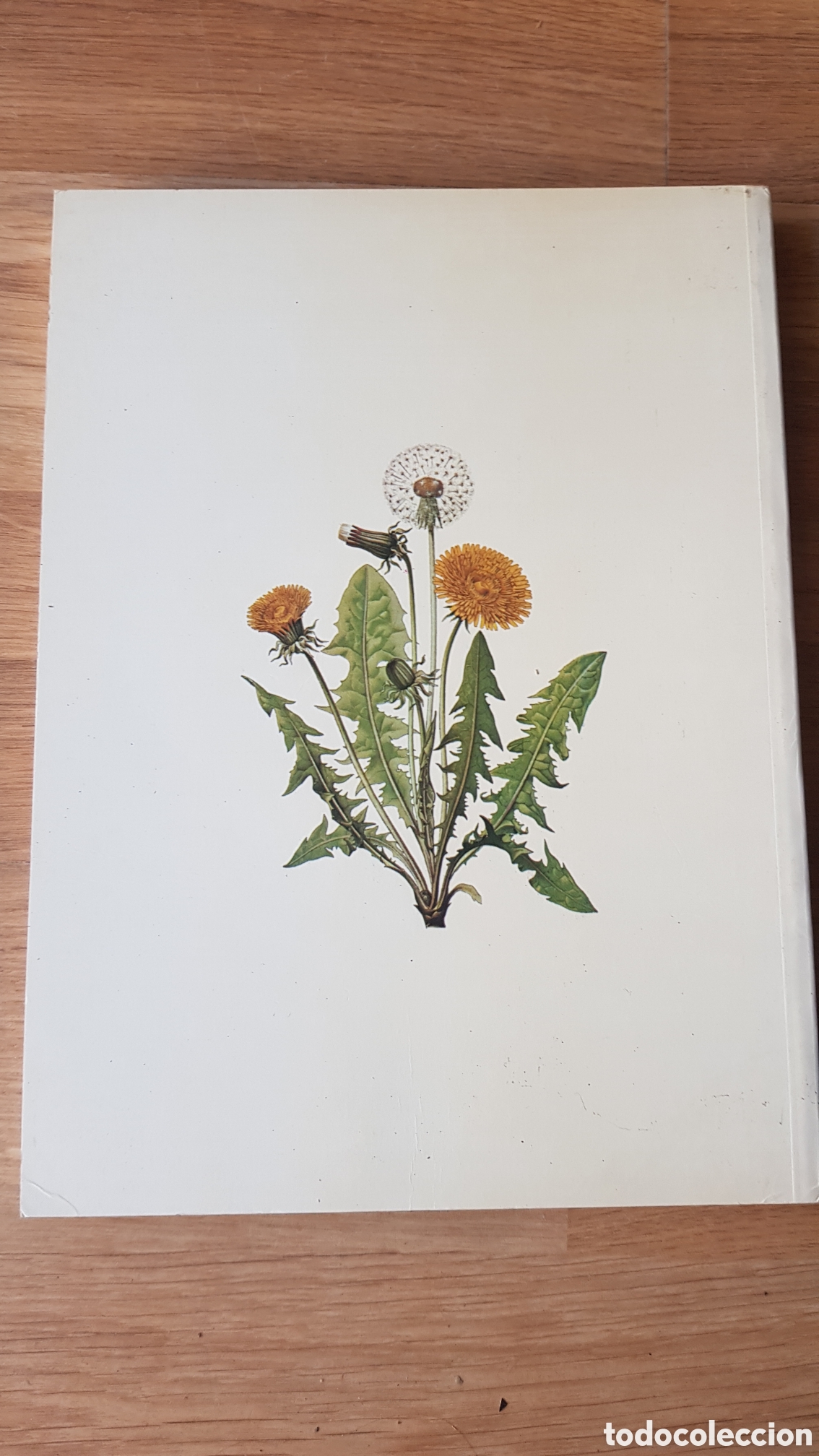 Libros de segunda mano: Plantas silvestres comestibles - Foto 2