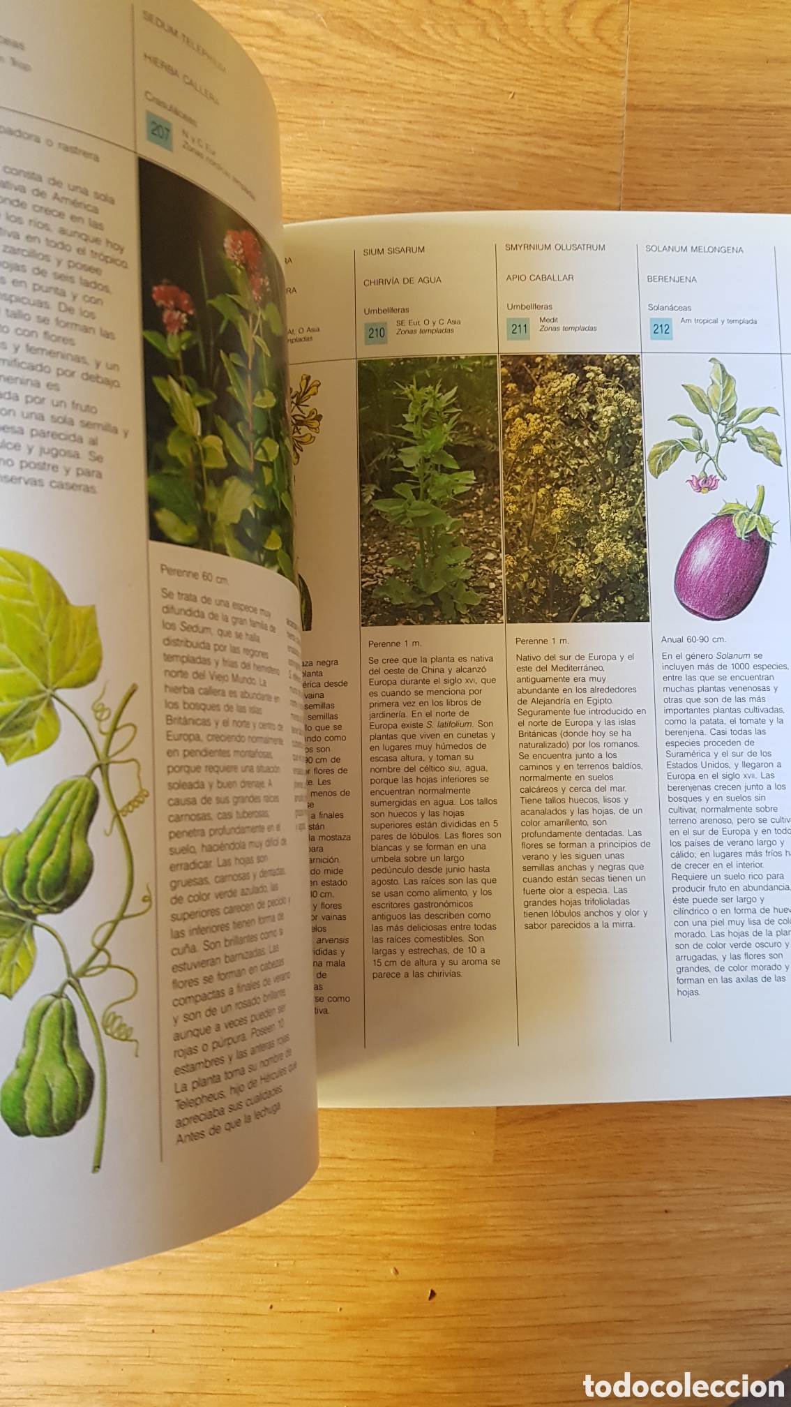Libros de segunda mano: Plantas silvestres comestibles - Foto 4
