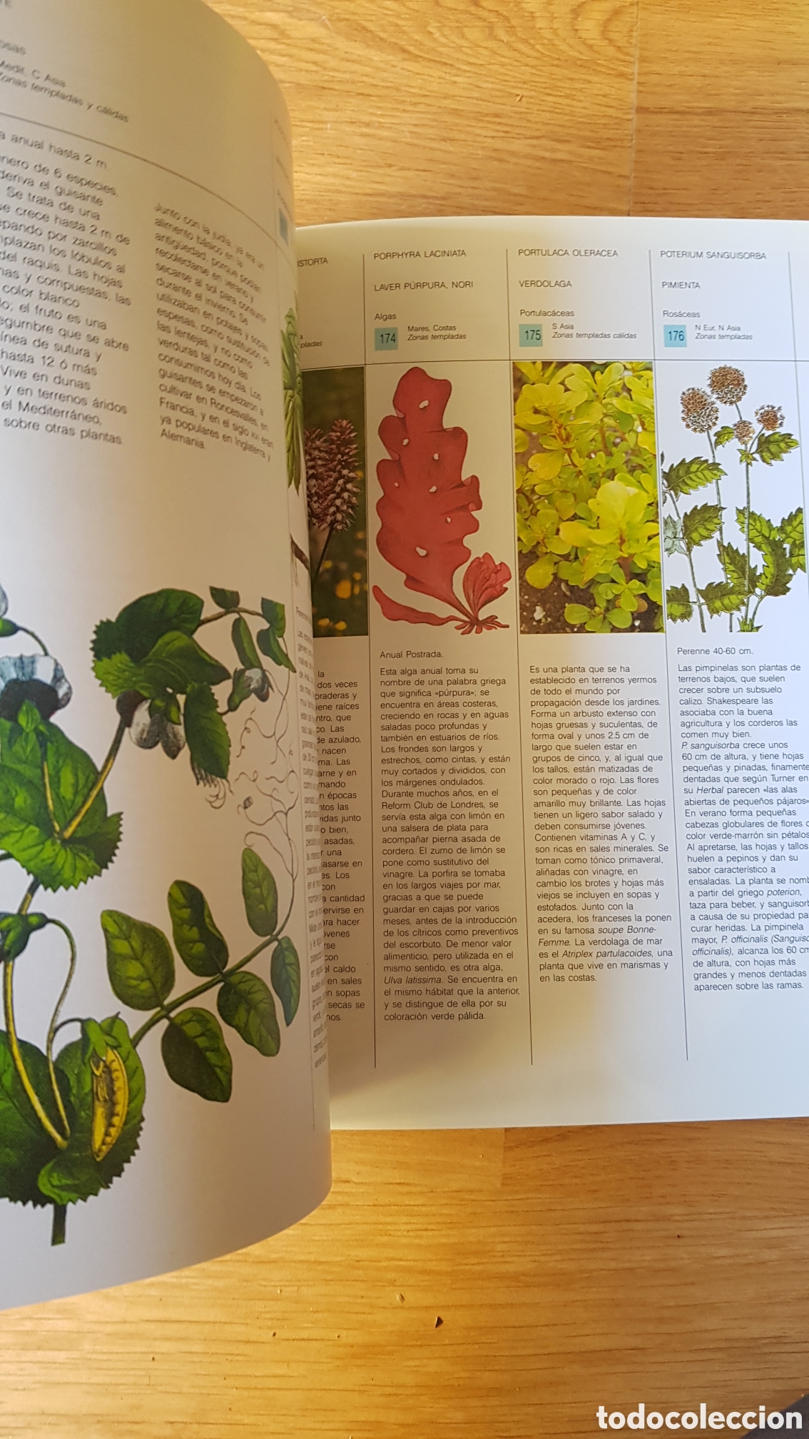 Libros de segunda mano: Plantas silvestres comestibles - Foto 5