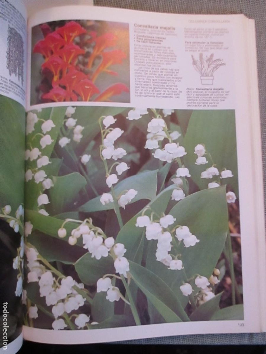 Libros de segunda mano: JACK KRAMER Flores en la ventana de la A a la Z W31156 - Foto 3