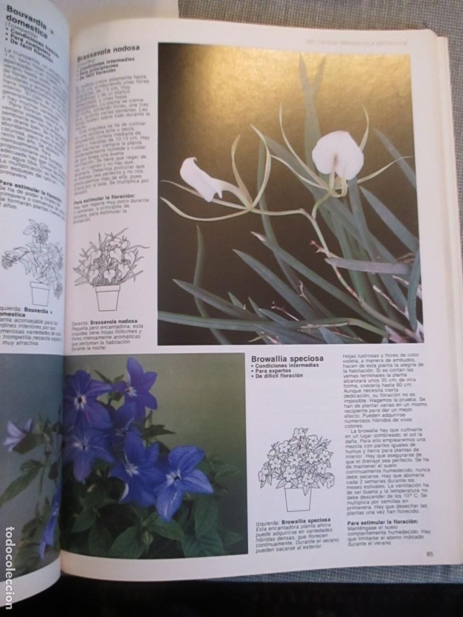 Libros de segunda mano: JACK KRAMER Flores en la ventana de la A a la Z W31156 - Foto 4