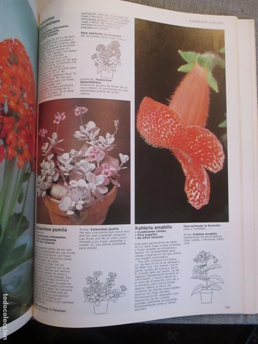 Libros de segunda mano: JACK KRAMER Flores en la ventana de la A a la Z W31156 - Foto 5