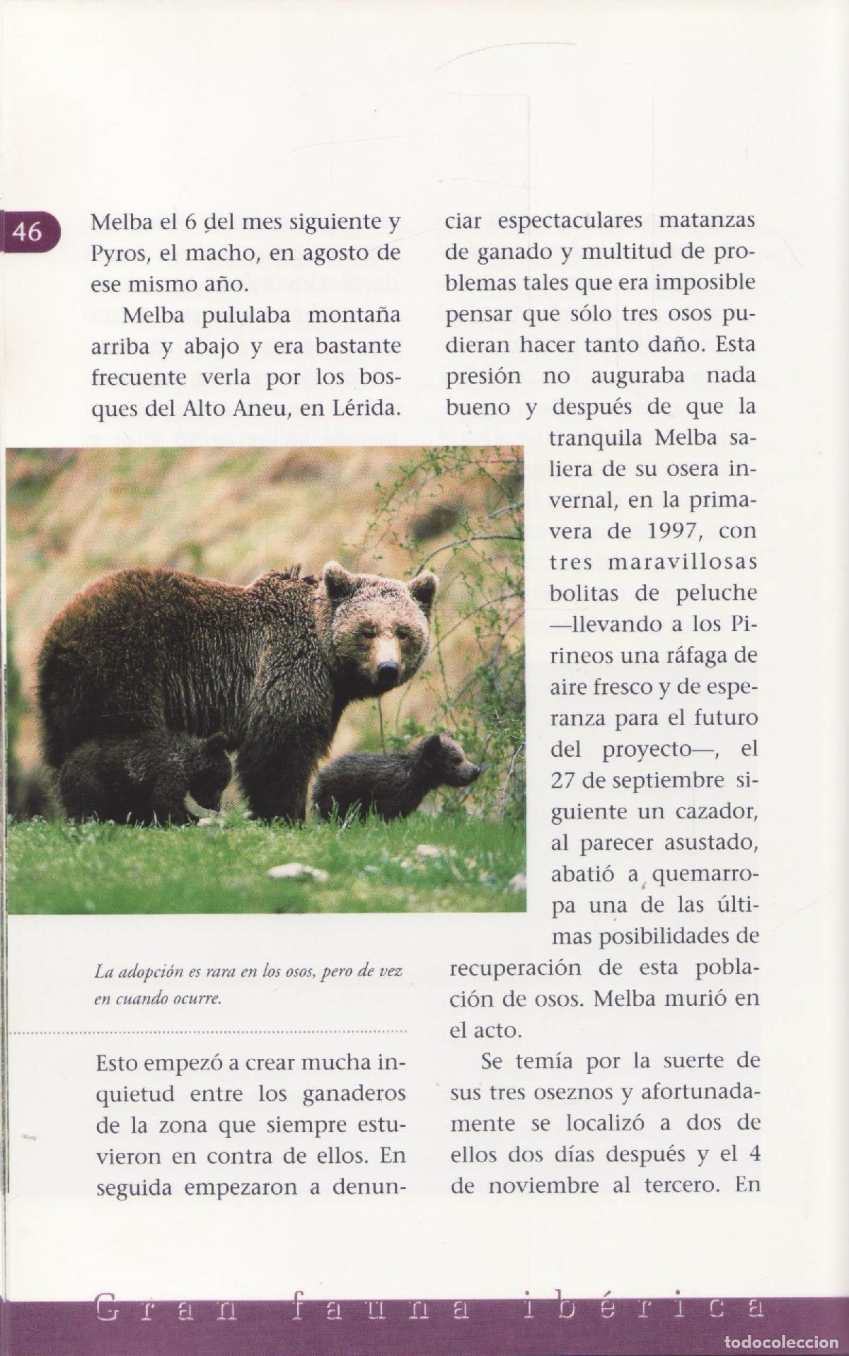 Libros de segunda mano: El oso pardo - Bartolome Zofio, Jorge - Foto 2