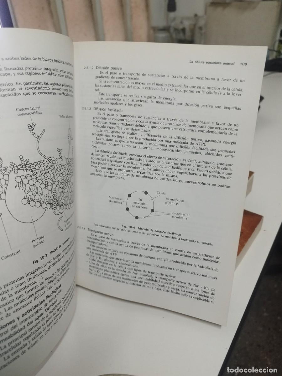 Libros de segunda mano: INTRODUCCION A LA BIOLOGIA MERCE DE BARBARA ED. OMEGA - Foto 4