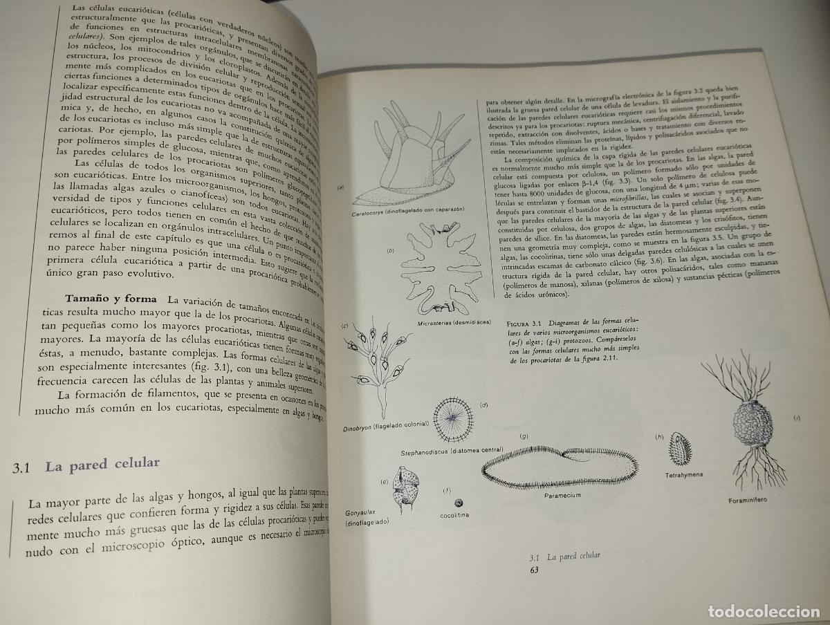 Libros de segunda mano: BIOLOG&Iacute;A DE LOS MICROORGANISMOS // ED. OMEGA - Foto 6