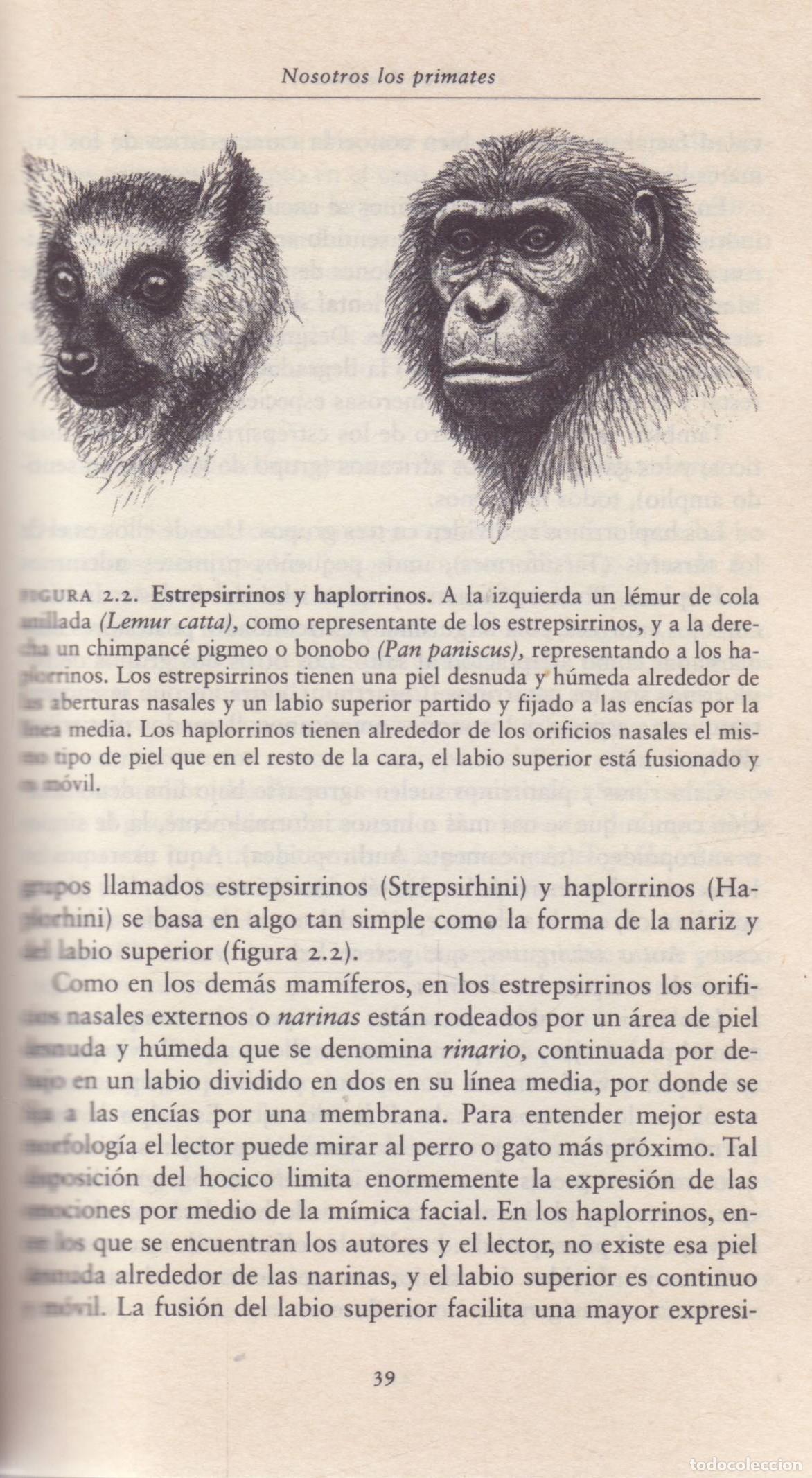 Libros de segunda mano: La especie elegida - Arsuaga, Juan Luis - Foto 2