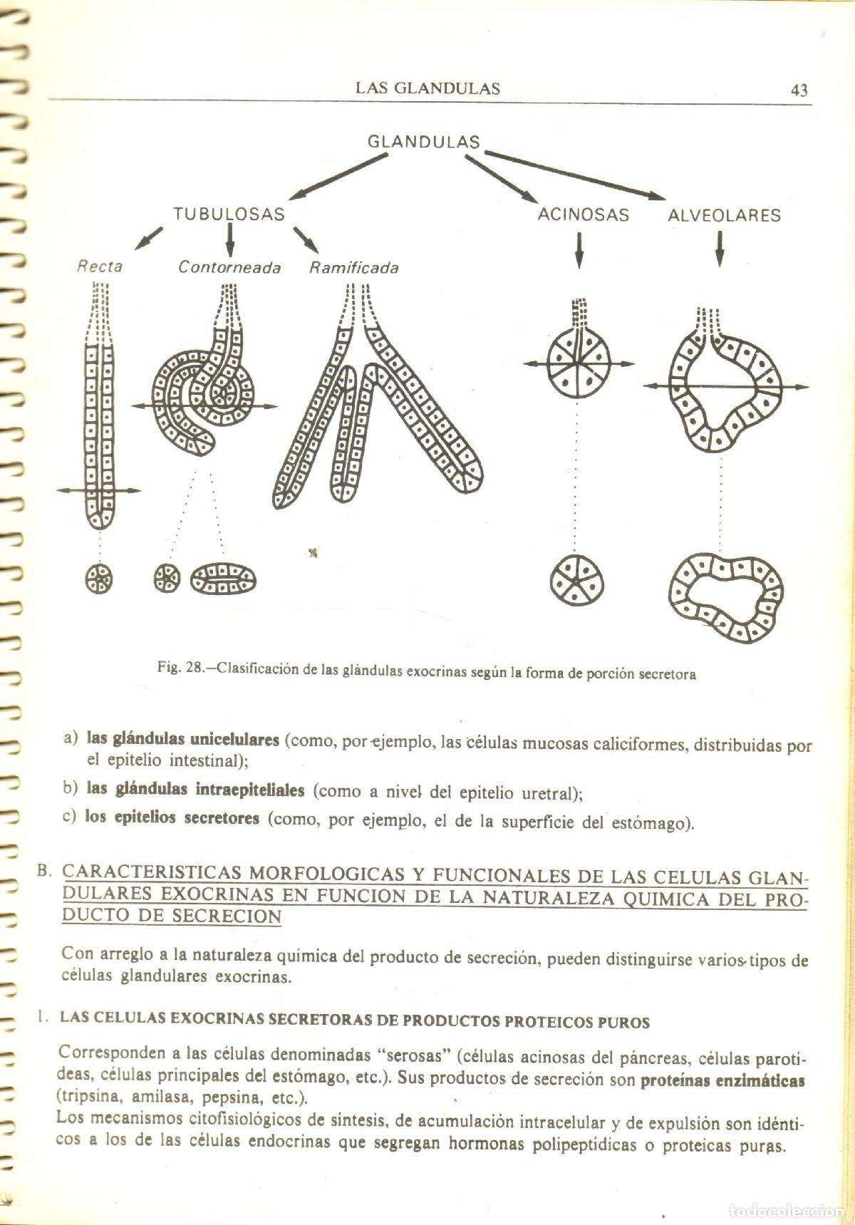Libros de segunda mano: Cuadernos de histologia (tomo 1) - Poirier, J. - Foto 2