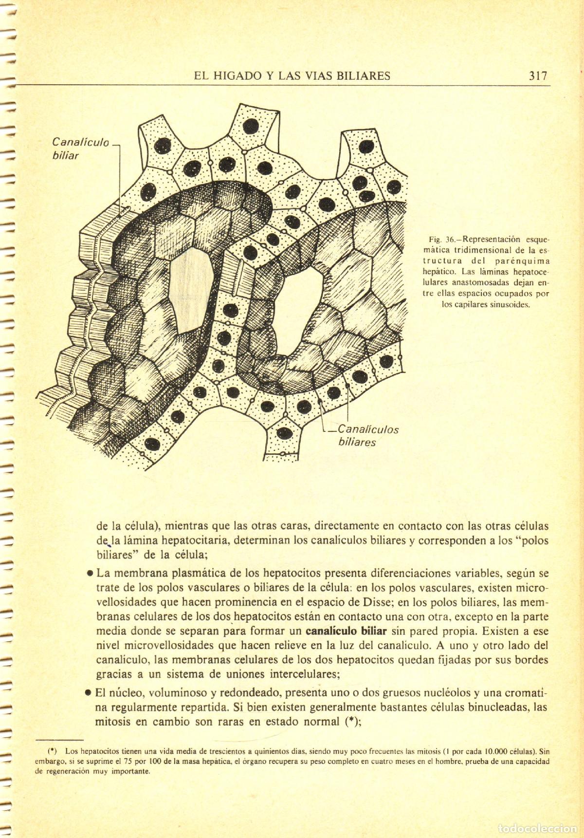 Libros de segunda mano: Cuadernos de histologia (tomo 2) - Poirier, J. - Foto 2