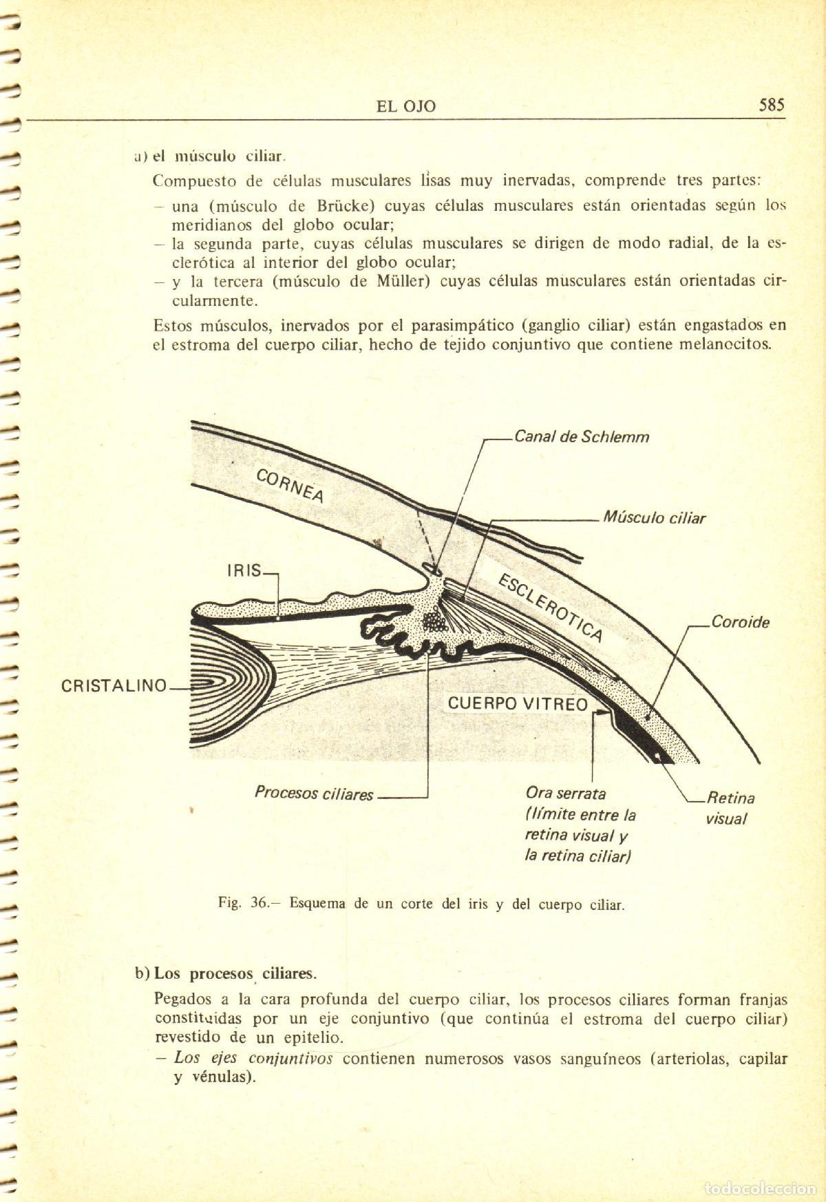 Libros de segunda mano: Cuadernos de histologia (tomo 3) - Poirier, J. - Foto 2