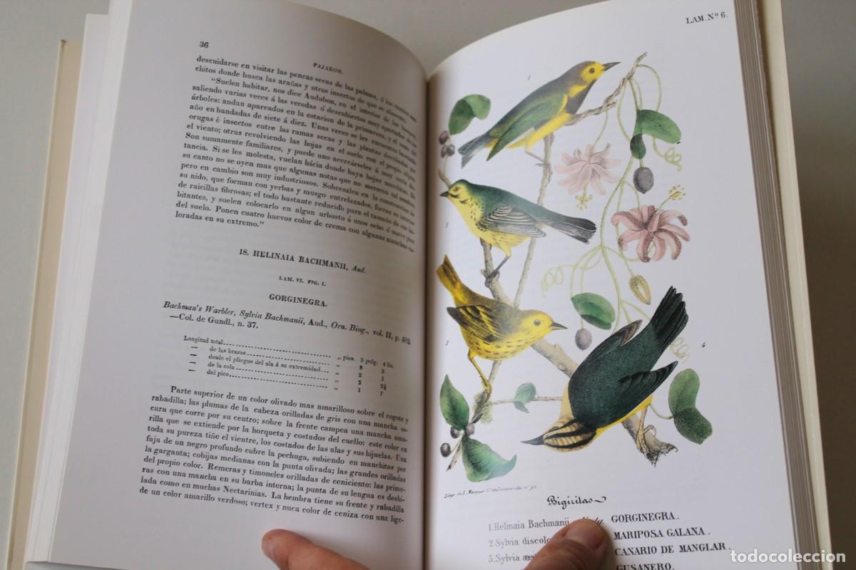 Libros de segunda mano: Juan Lembeye - Aves de la Isla de Cuba FACS&Iacute;MIL - Xunta de Galicia - Foto 5