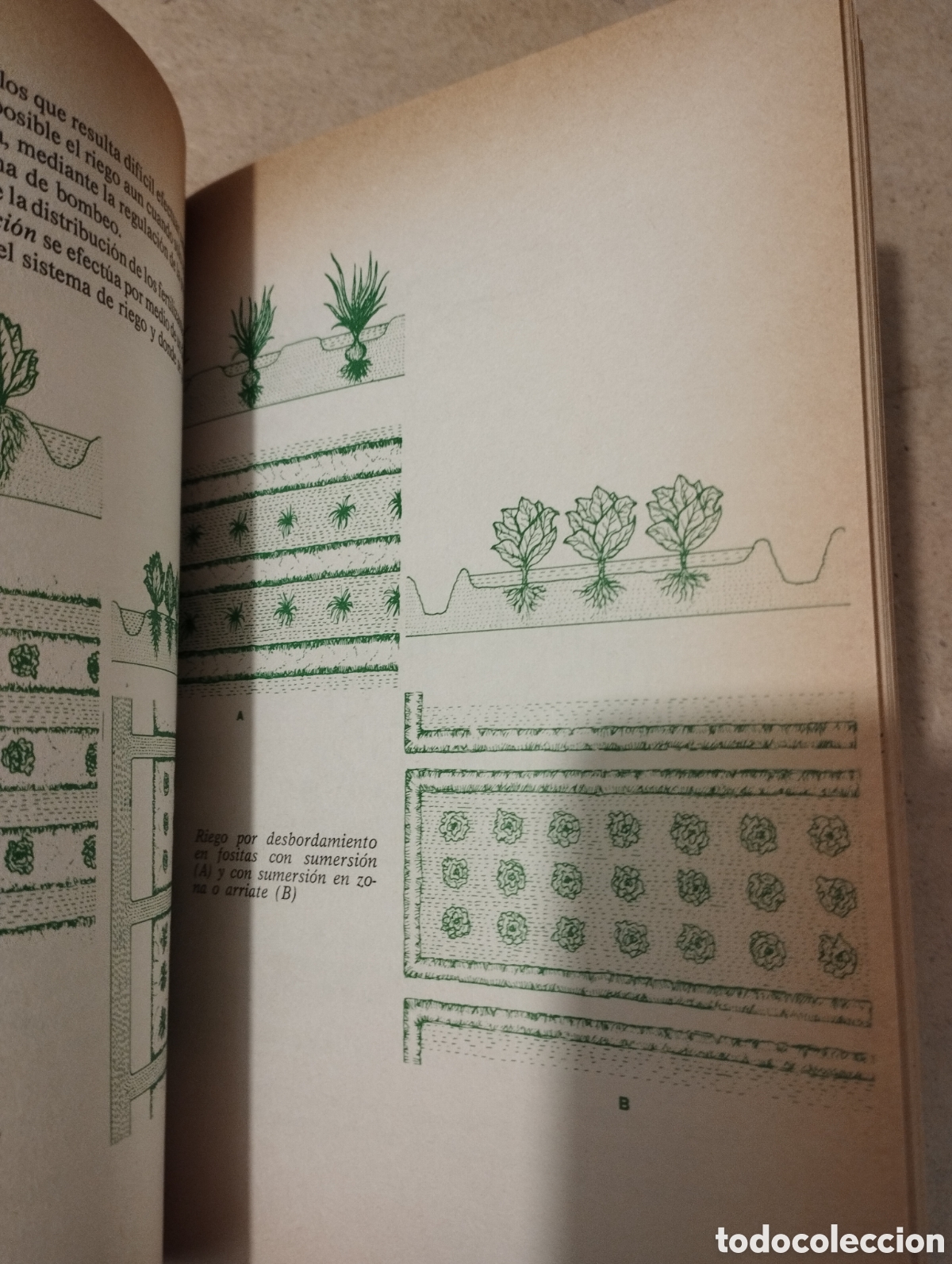 Libros de segunda mano: HORTICULTURA RENTABLE (ISIDRO CAMPOS) - Foto 9