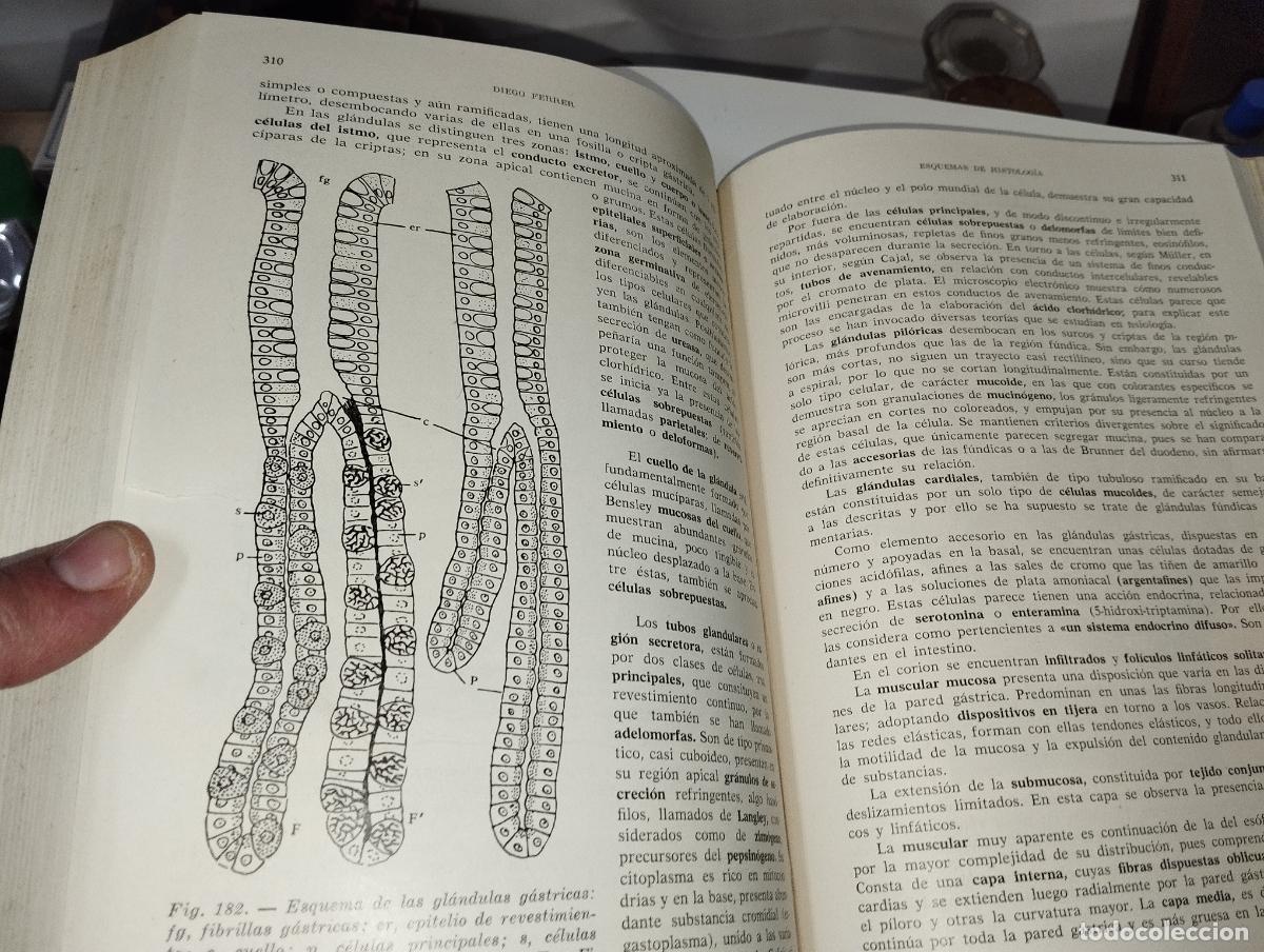 Libros de segunda mano: ESQUEMAS DE HISTOLOG&Iacute;A // DIEGO FERRER - Foto 4