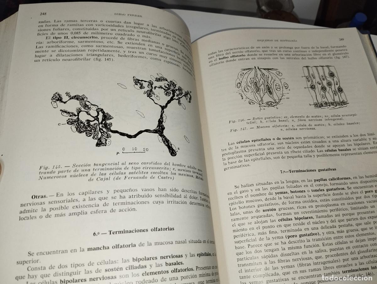 Libros de segunda mano: ESQUEMAS DE HISTOLOG&Iacute;A // DIEGO FERRER - Foto 5